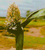 Sorghum